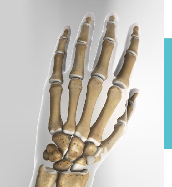 Realistic drawing of the orthopaedic bones of a right hand